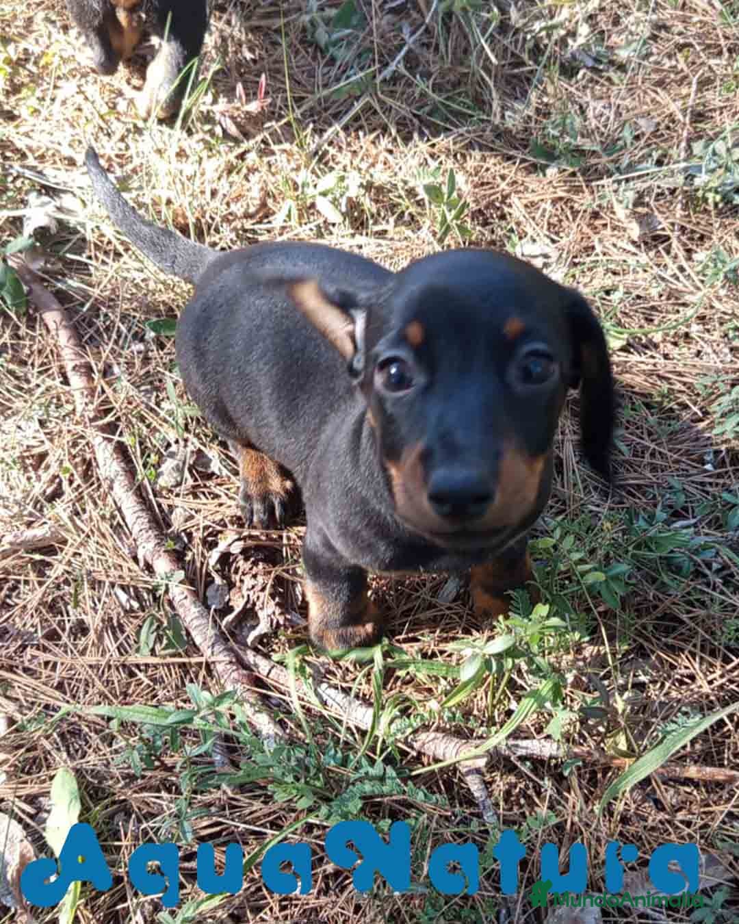 Teckel Miniatura perros en venta: Teckel Macho de Tiana y Tilo 4491 AQUANATURA - Imagen 6