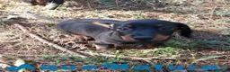 Teckel Miniatura perros en venta: Teckel Macho de Tiana y Tilo 4491 AQUANATURA - Anuncio 6