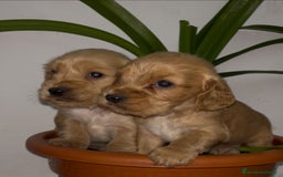 Cocker Spaniel Inglés perros en venta: Cocker Spaniel ingles  - Anuncio 2