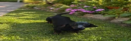 Teckel Miniatura perros en venta: Preciosa Teckel Mini Adulta busca hogar 💕🐾 - Anuncio 1