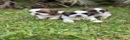 Shih Tzu perros en venta: Shih Tzu cachorros listos para entregar  - Anuncio 2