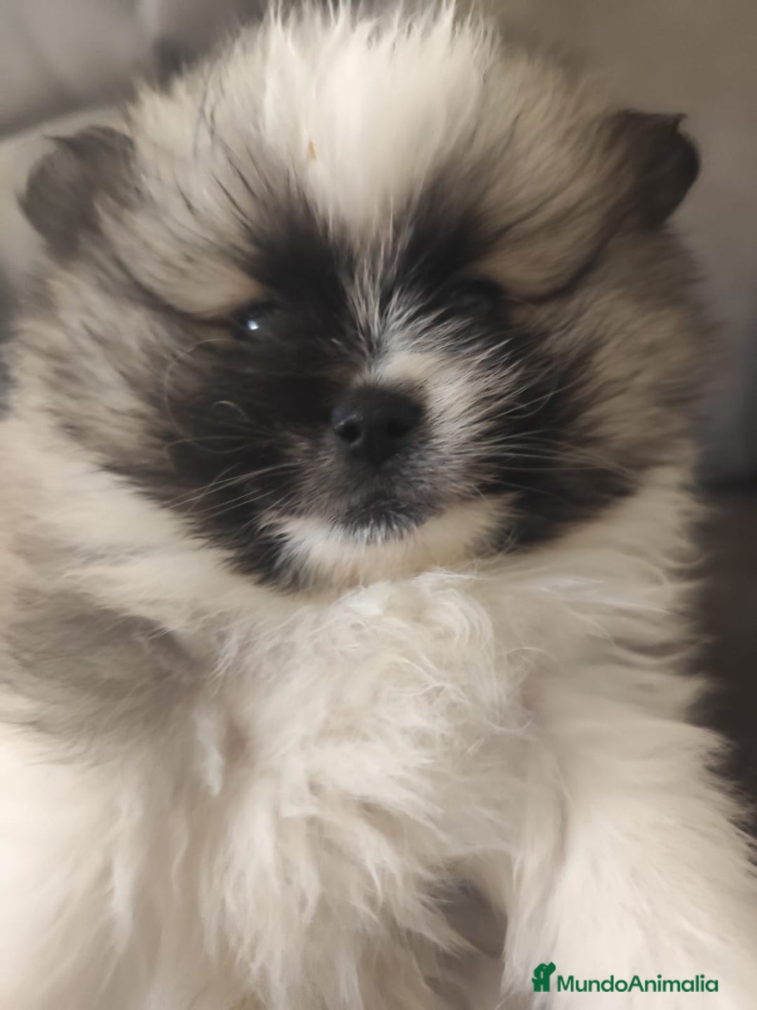 Pomerania perros en venta: Pomerania  - Anuncio 8