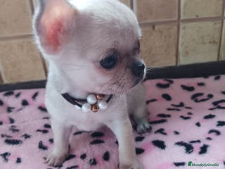 Chihuahua perros CHIHUAHUAS TOYS PEQUEÑITOS en Murcia - Anuncio 6