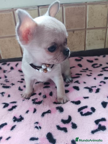 Chihuahua perros en Murcia - Anuncio 7