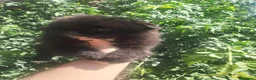 Pomchi perros en venta: Camada de pomchi  - Anuncio 7