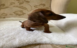 Teckel Miniatura perros en venta: Teckel miniatura varios colores  - Imagen 11