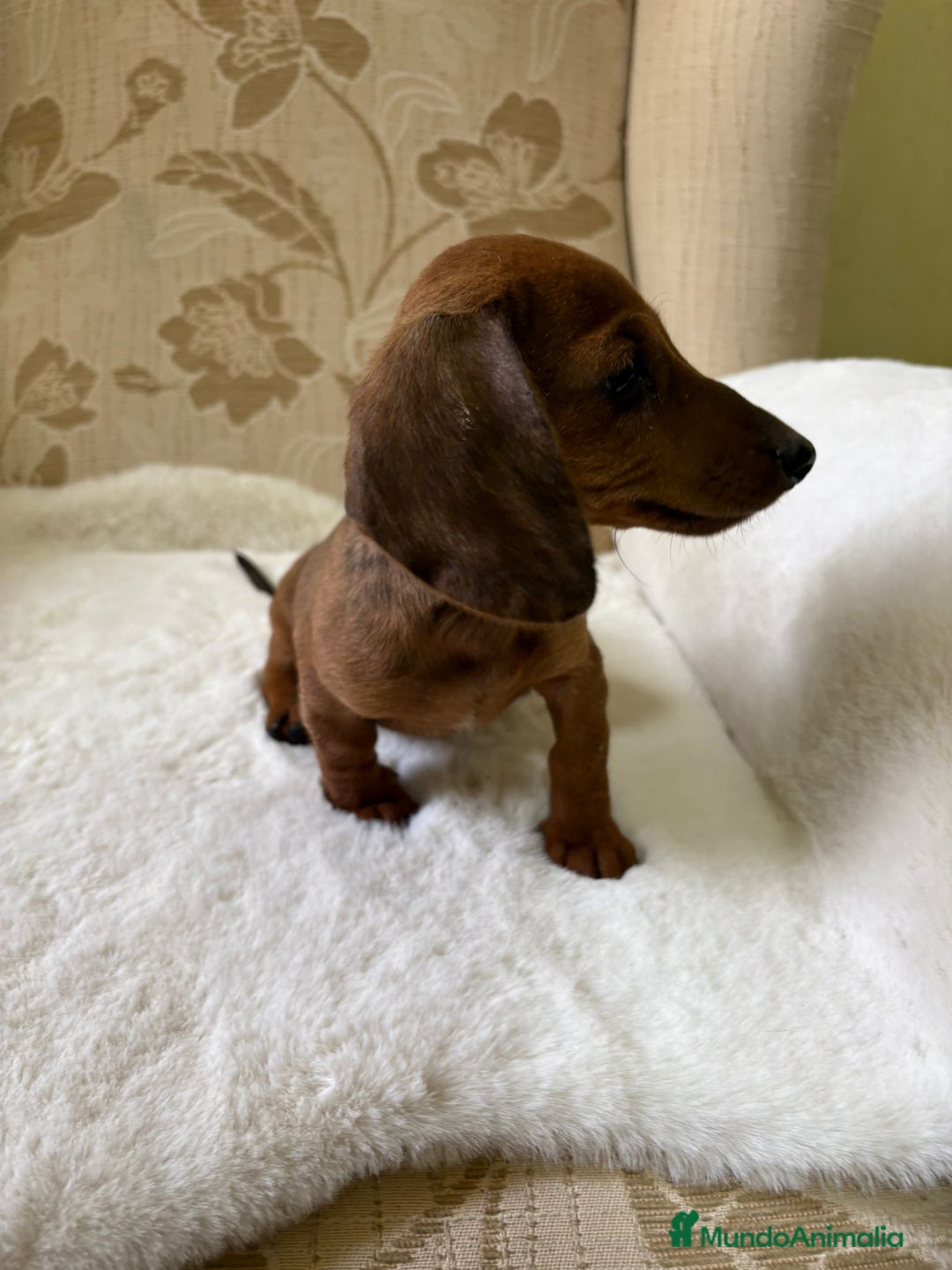 Teckel Miniatura perros en venta: Teckel miniatura varios colores  - Imagen 11