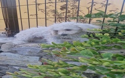 Caniche Toy perros en venta: Caniche toy - Imagen 1