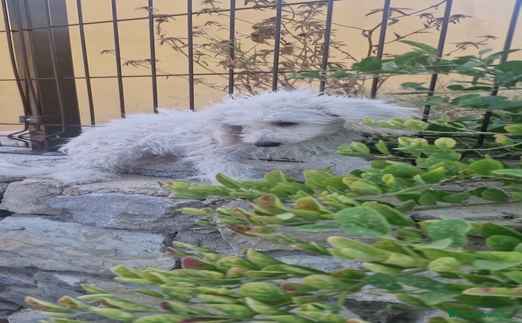 Caniche Toy perros - Anuncio 1