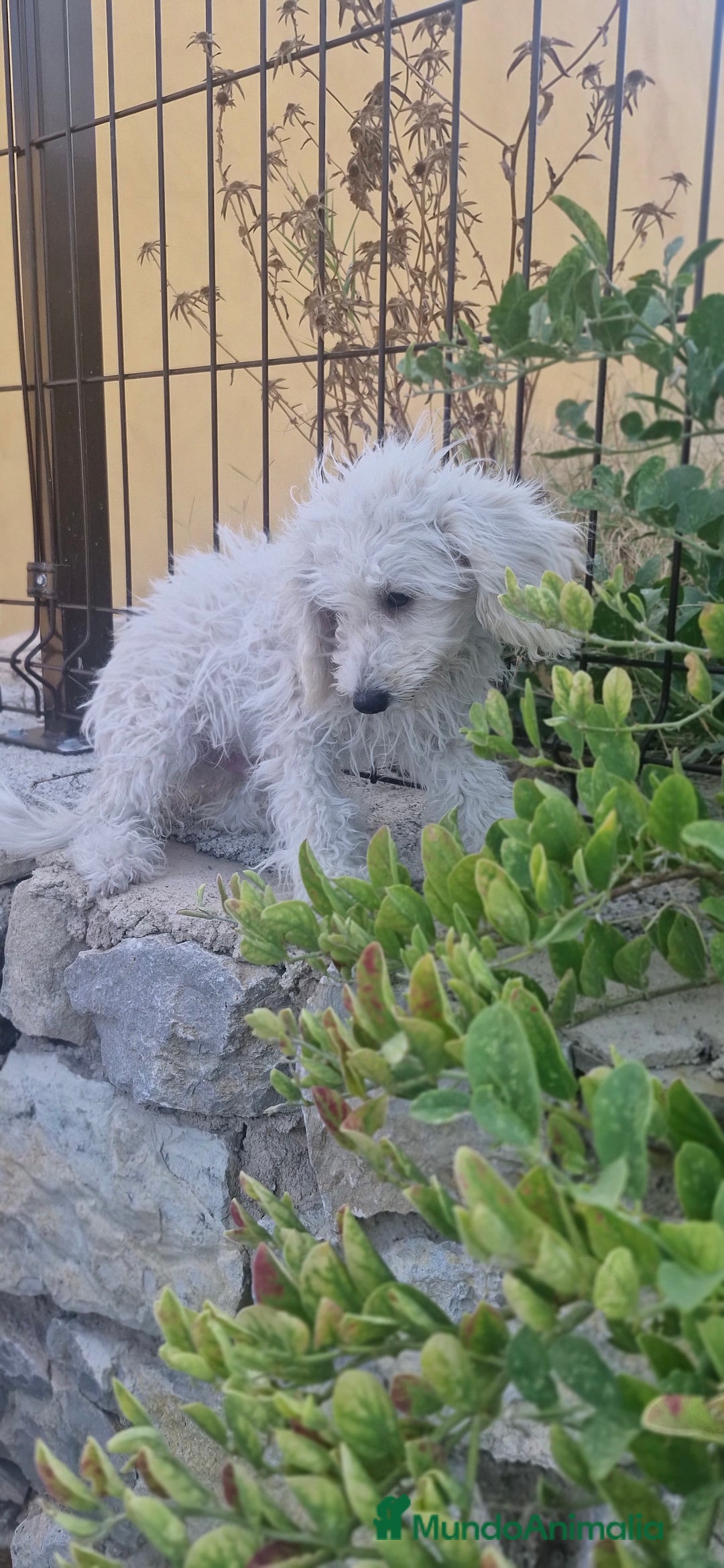 Caniche Toy perros en venta: Caniche toy - Imagen 1