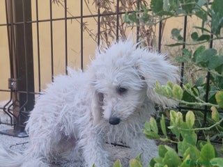 Caniche Toy perros - Anuncio 21