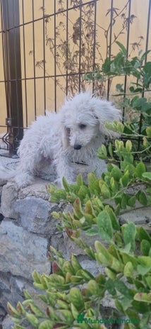 Caniche Toy perros - Anuncio 5