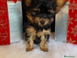 Yorkshire Terrier perros Cachorritos Yorkshire - Anuncio 1