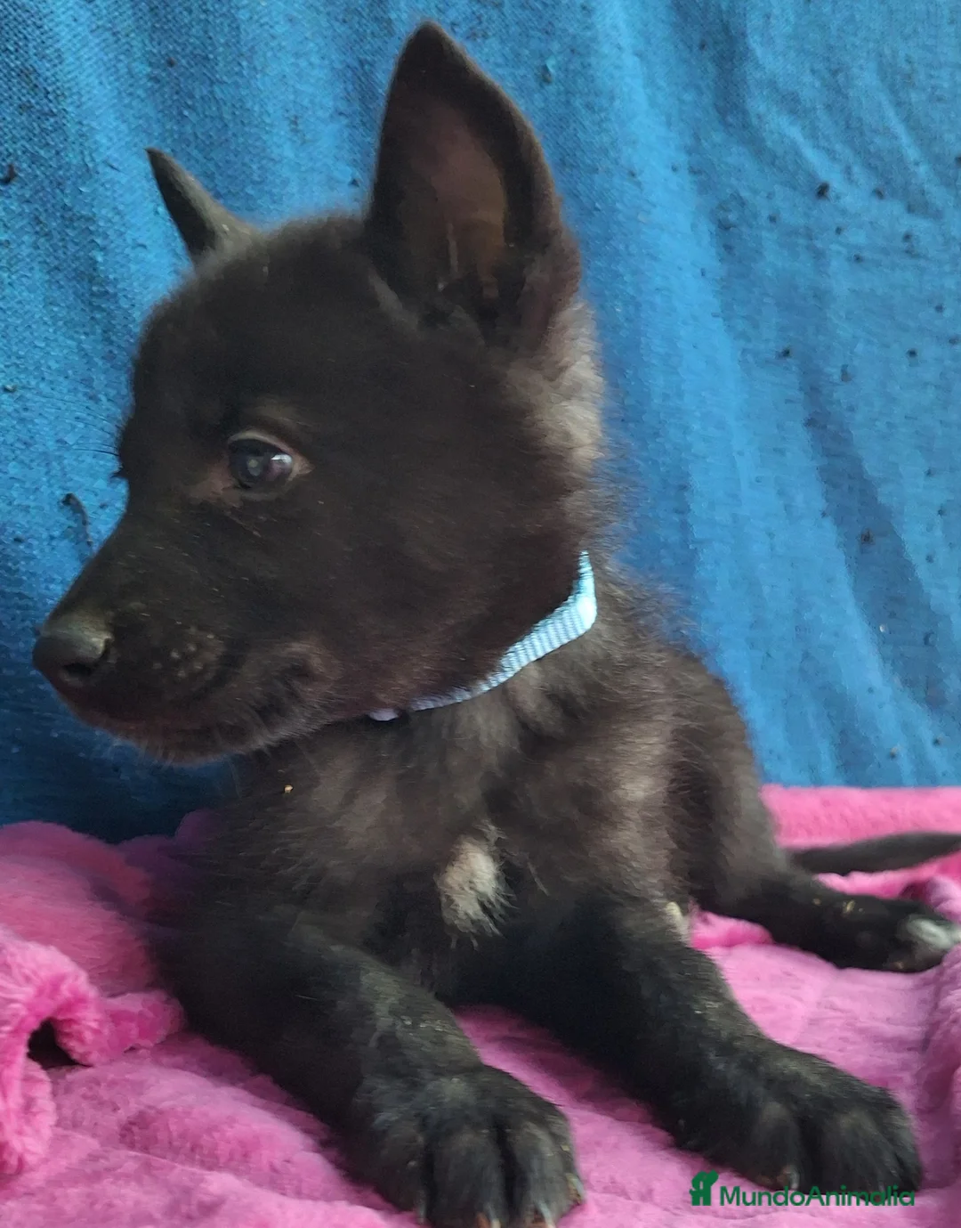 Otras razas perros en venta: PERRO LOBO AMERICANO  - Anuncio 4