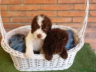 Perro de Agua Español perros en venta: Perros de agua - Anuncio 2