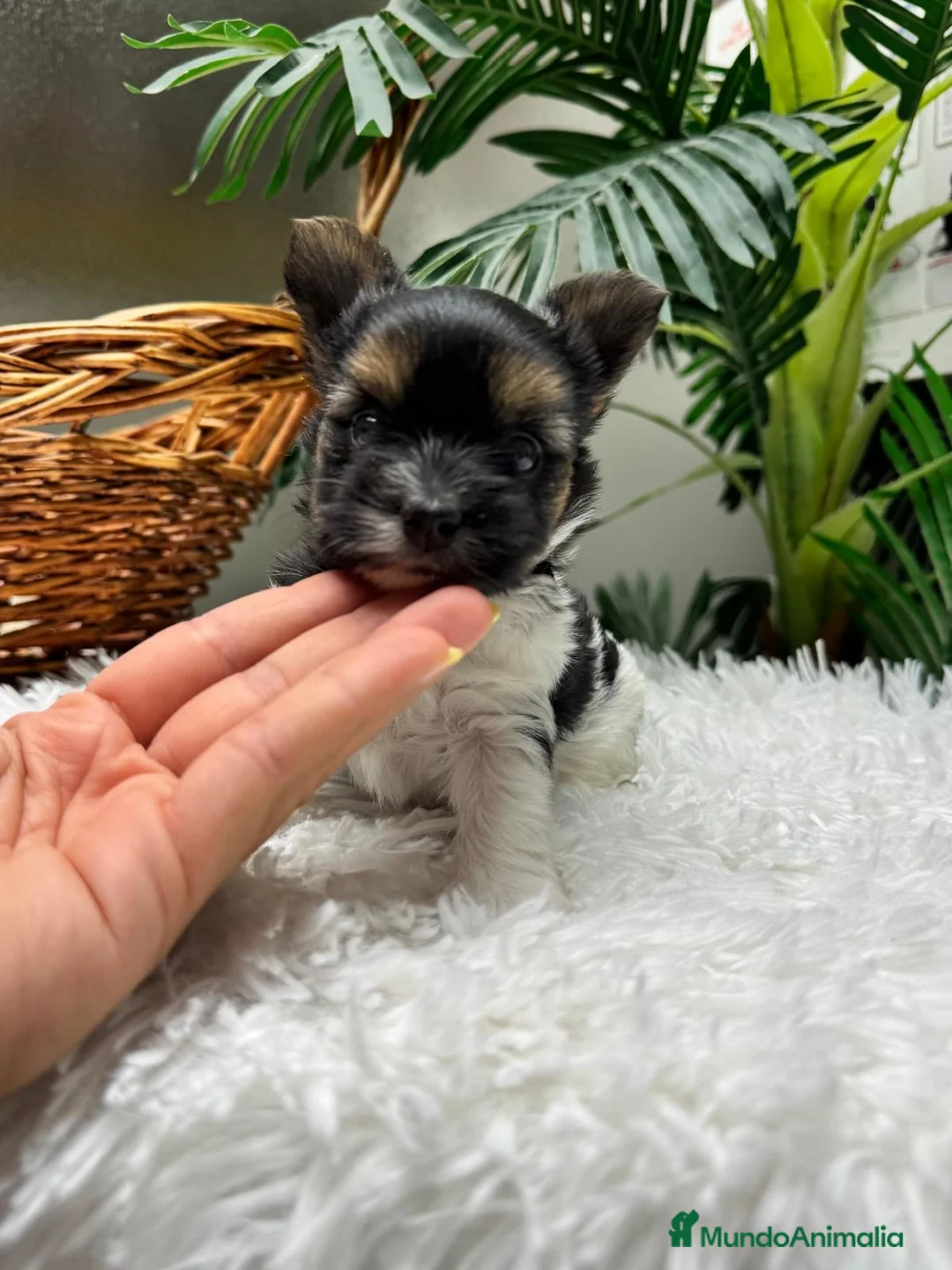 Yorkshire Terrier perros en venta: Yorkshire BIEWER 🎀 - Anuncio 2