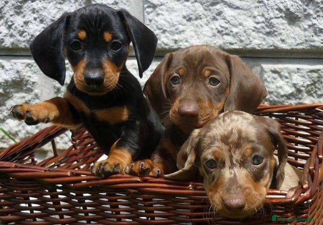 Teckel Miniatura perros en Ciudad Real - Anuncio 12