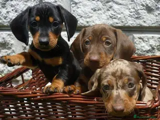 Teckel Miniatura perros Teckel preciosos en Ciudad Real - Anuncio 27