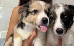 Border Collie perros en venta: Camada de Border collie  - Imagen 1