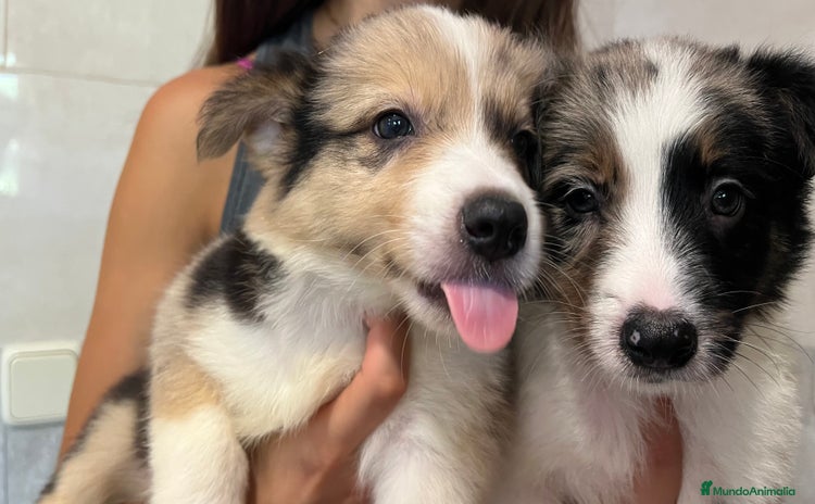 Border Collie perros - Anuncio 1