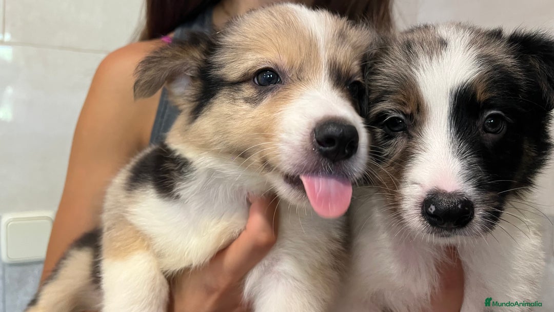 Border Collie perros en venta: Camada de Border collie  - Imagen 1