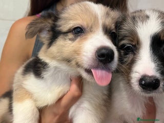 Border Collie perros - Anuncio 14