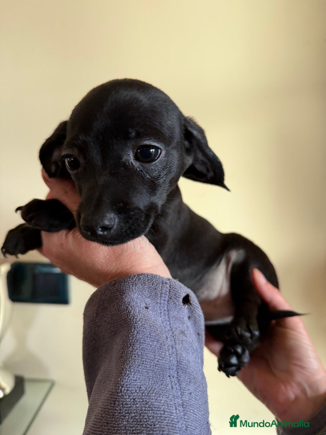 Raza Mixta perros en venta: Cachorrros mezcla de Chuguagua y Teckel  - Anuncio 6