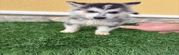 Husky Siberiano perros en venta: Husky siberiano impresionante machito - Anuncio 6