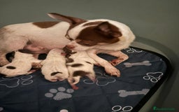 Chihuahua perros en venta: Chihuahua linea rusa - Imagen 1