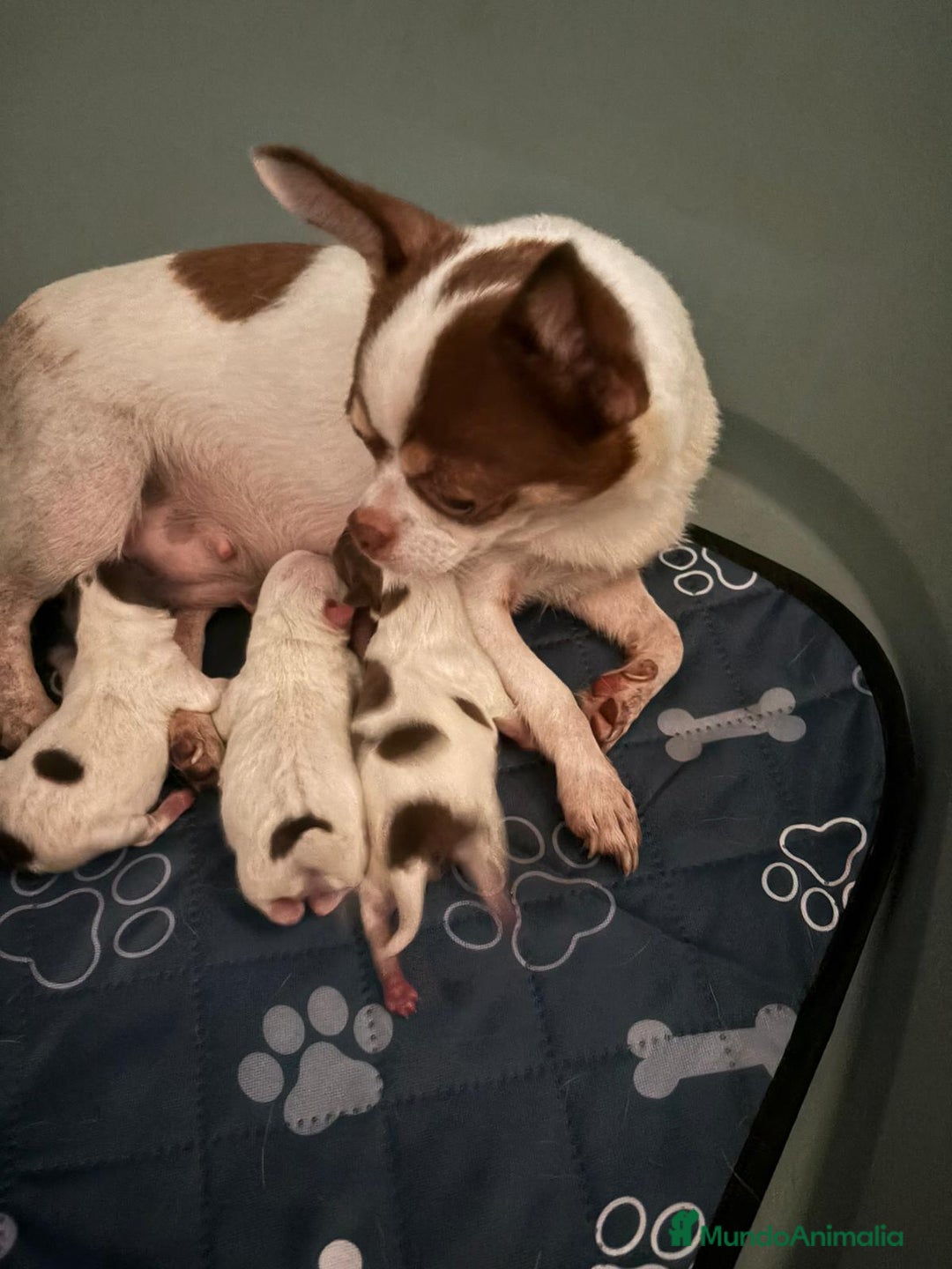 Chihuahua perros en venta: Chihuahua linea rusa - Imagen 1