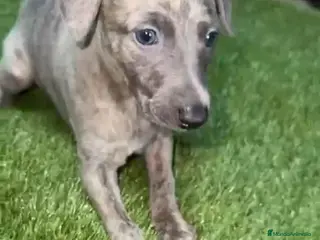 Whippet perros Whippet - Anuncio 1