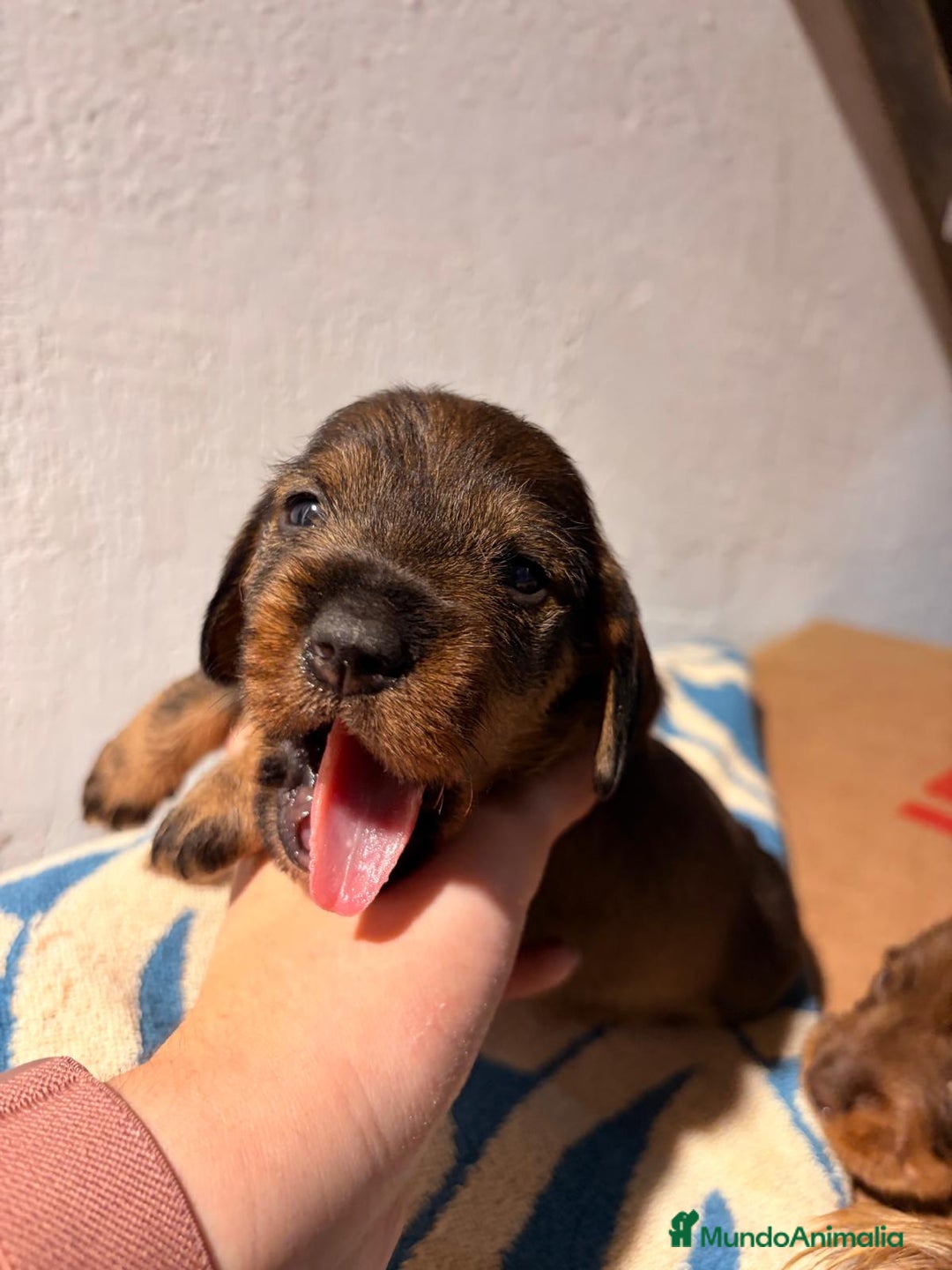 Teckel perros en venta: Excelente camada Teckel disponible  - Anuncio 1