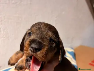 Teckel perros Excelente camada Teckel disponible - Anuncio 6