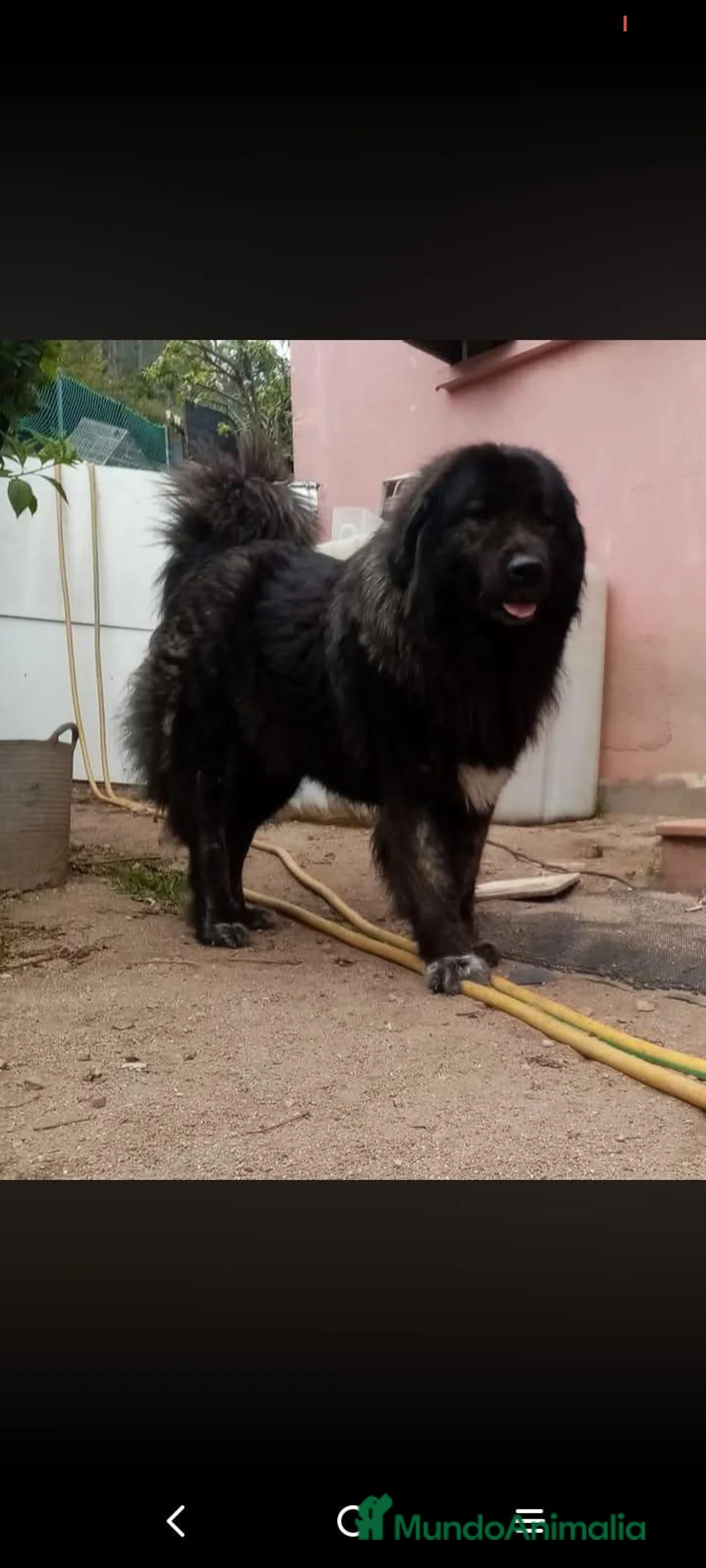 Pastor del Cáucaso perros en venta: Pastor del Cáucaso - Anuncio 2