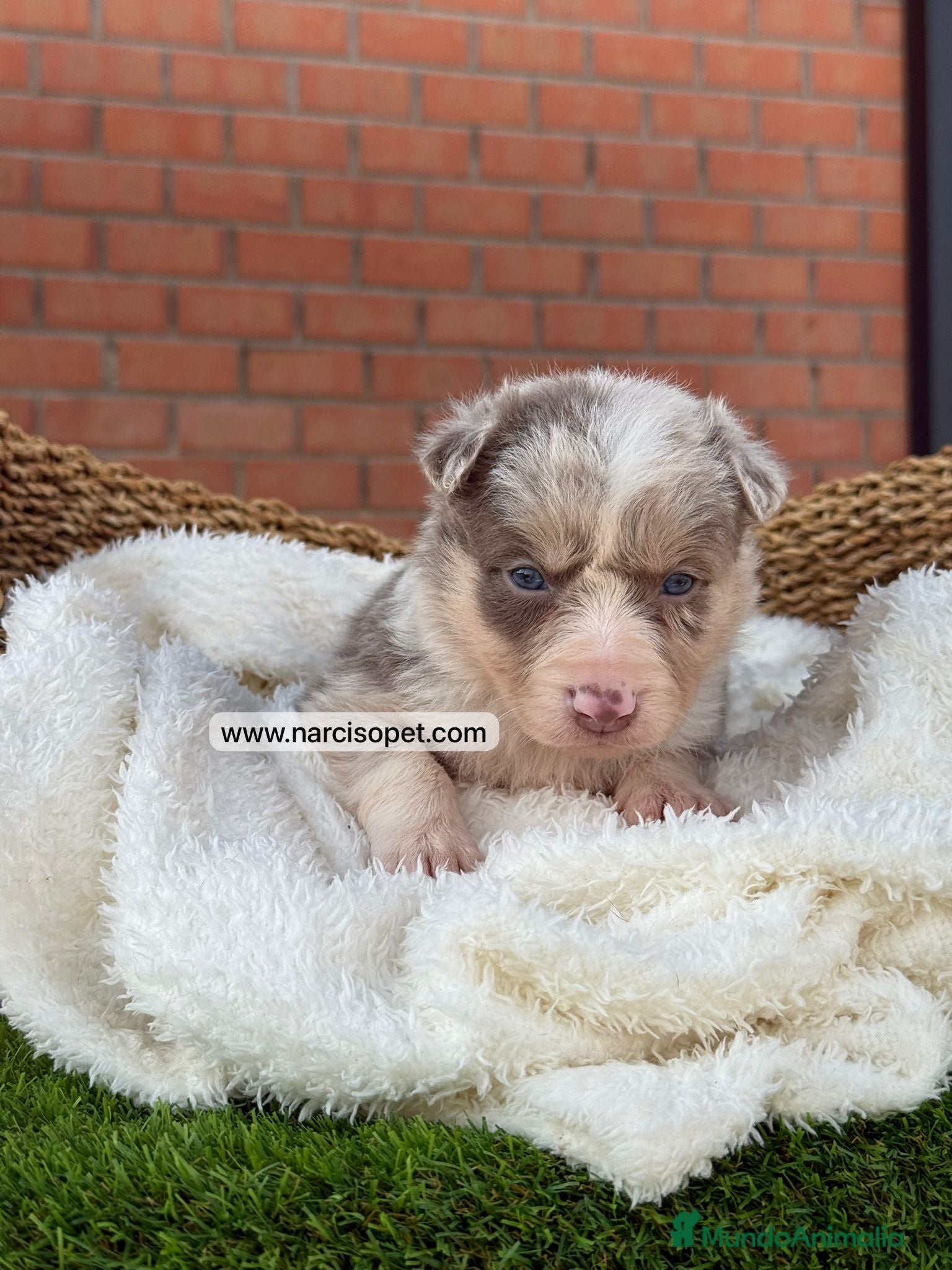 Border Collie perros en venta: BORDER COLLIE LILAC MERLE - Anuncio 2