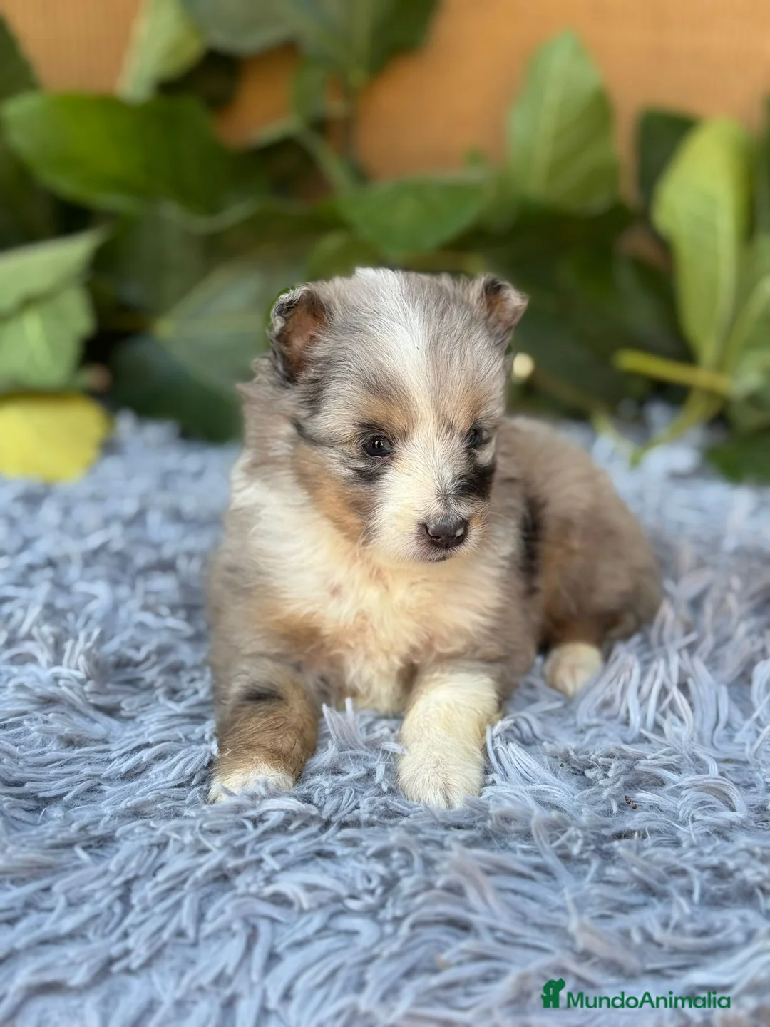 Perro Pastor de las Shetland perros en venta: SHELTIE HEMBRITAS  - Anuncio 3