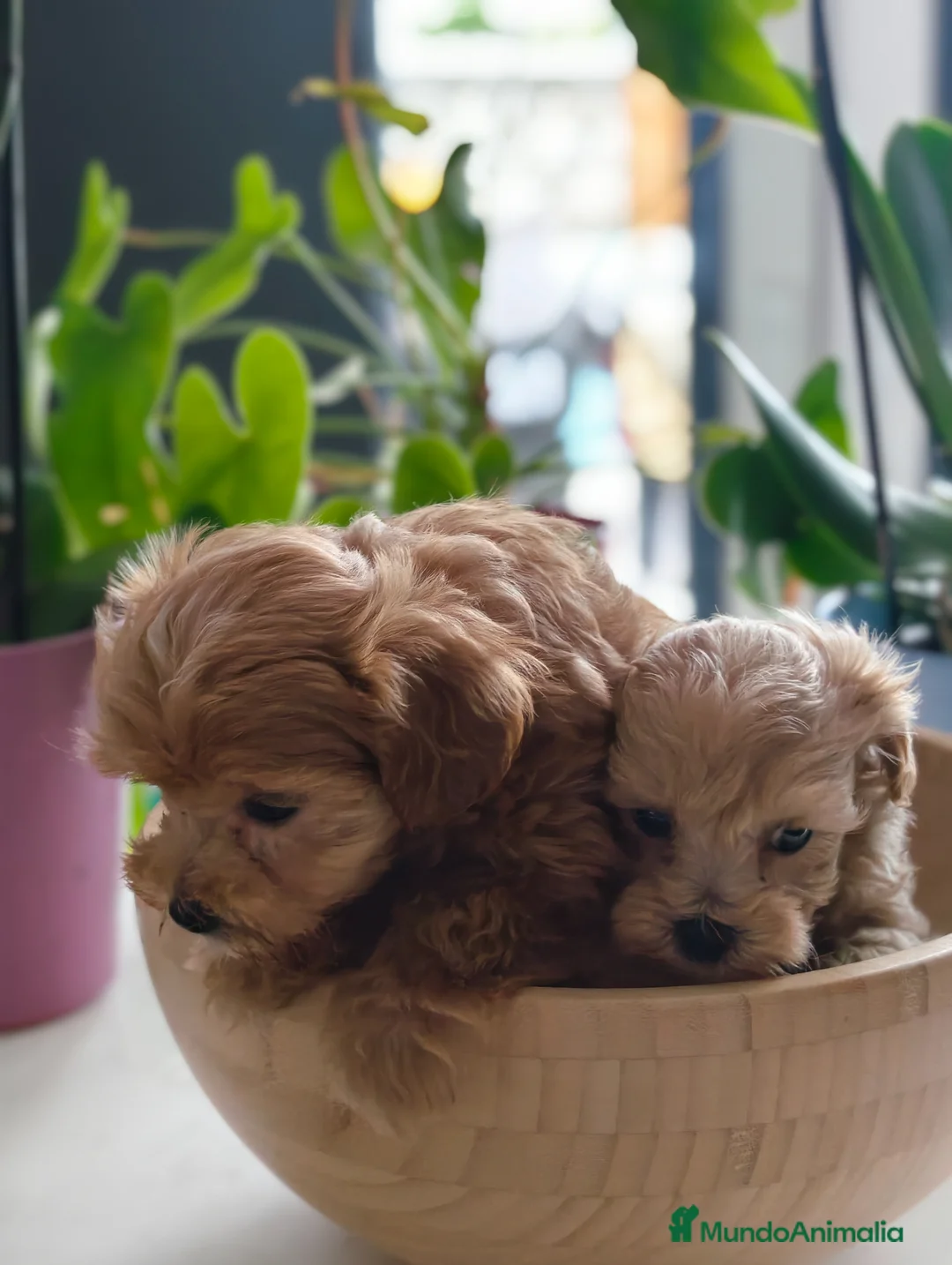 Maltipoo perros en venta: Maltipoo Toy hembras - Anuncio 2