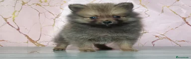 Pomerania 2