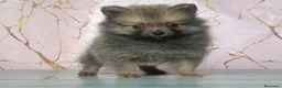 Pomerania perros en venta: Cachorros Pomerania Rojos Enanos  - Anuncio 4
