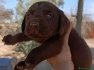 Labrador Retriever perros Espectaculares labradores chocolate en Cádiz - Anuncio 3