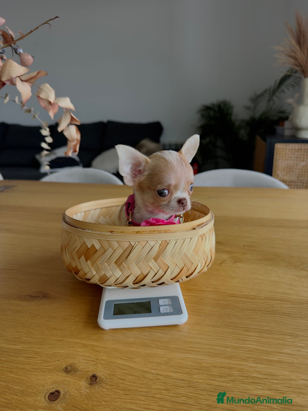 Chihuahua perros en venta: CHIHUAHUA TOY - Imagen 1