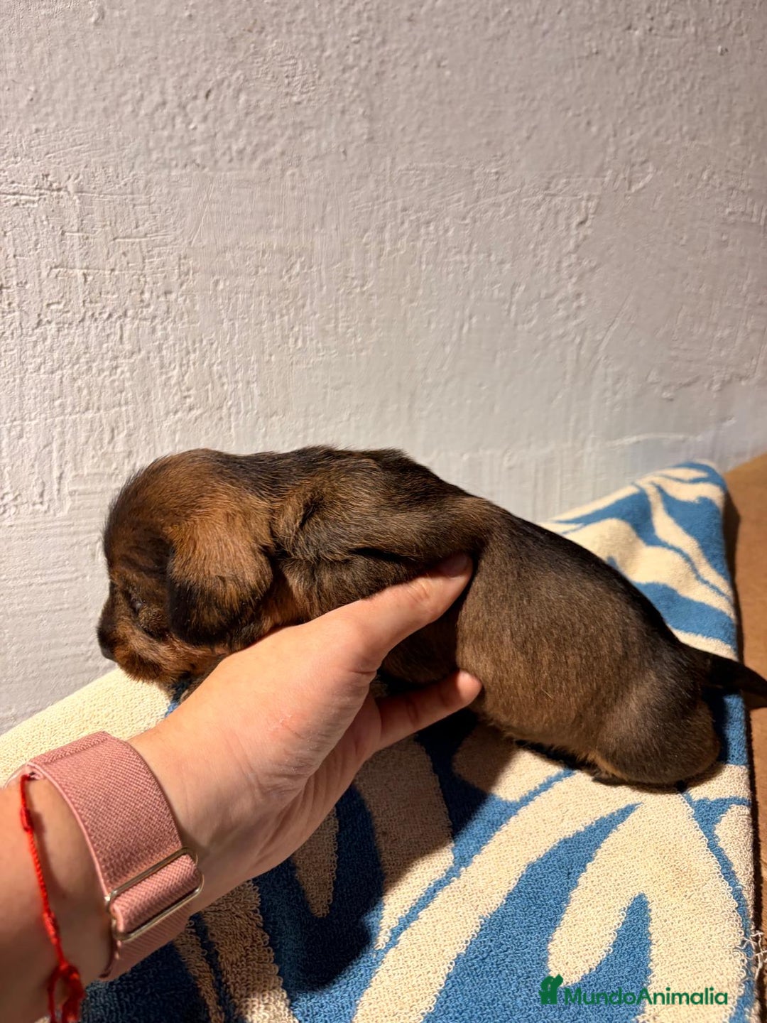 Teckel perros en venta: Excelente camada Teckel disponible  - Anuncio 4