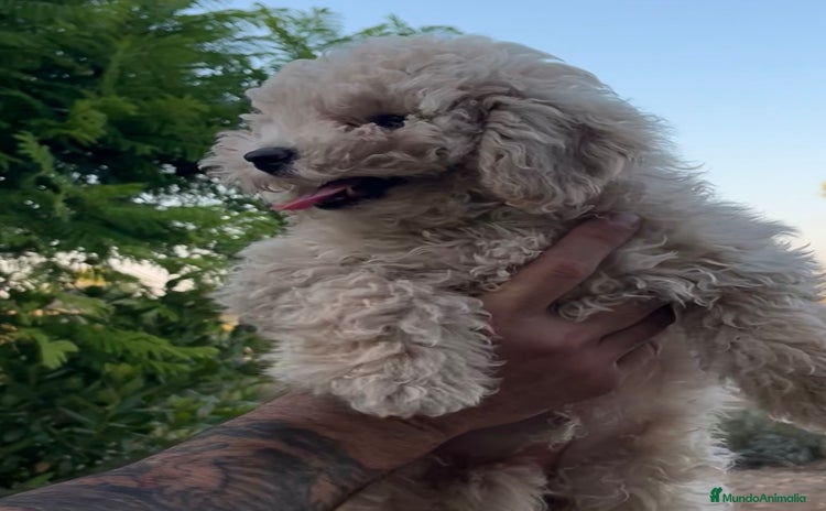 Caniche Toy perros - Anuncio 6