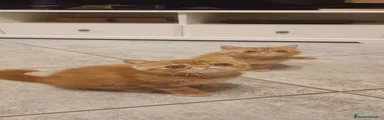Exótico de Pelo Corto 3