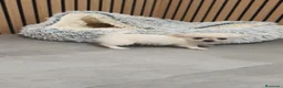 Chihuahua perros en venta: Chihuahua Toy Blanco Perla pelo largo  - Anuncio 4