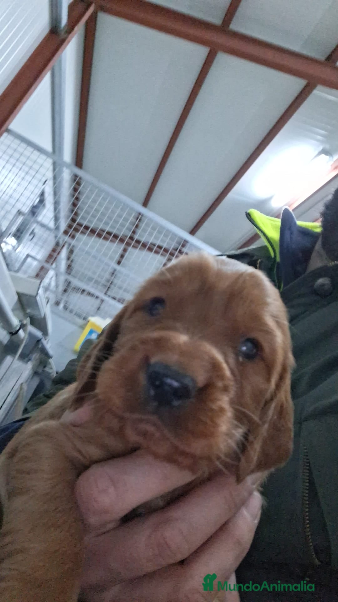 Setter Irlandés Rojo perros en venta: Setter irlandés macho y hembra rojo - Anuncio 4