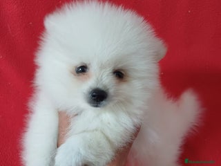 Pomerania perros - Anuncio 34