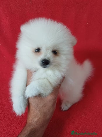Pomerania perros - Anuncio 11