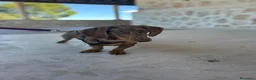 Teckel perros en venta: Teckel Arlequínes y Negros fuego - Anuncio 1