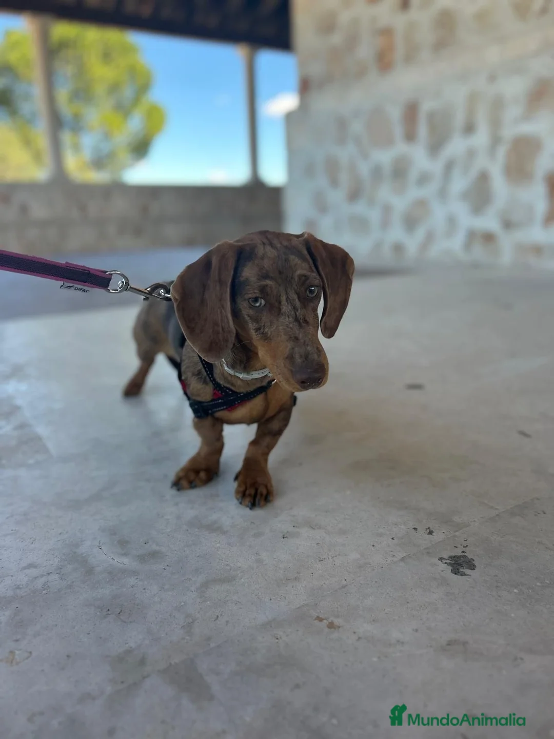 Teckel perros en venta: Teckel Arlequínes y Negros fuego - Anuncio 1